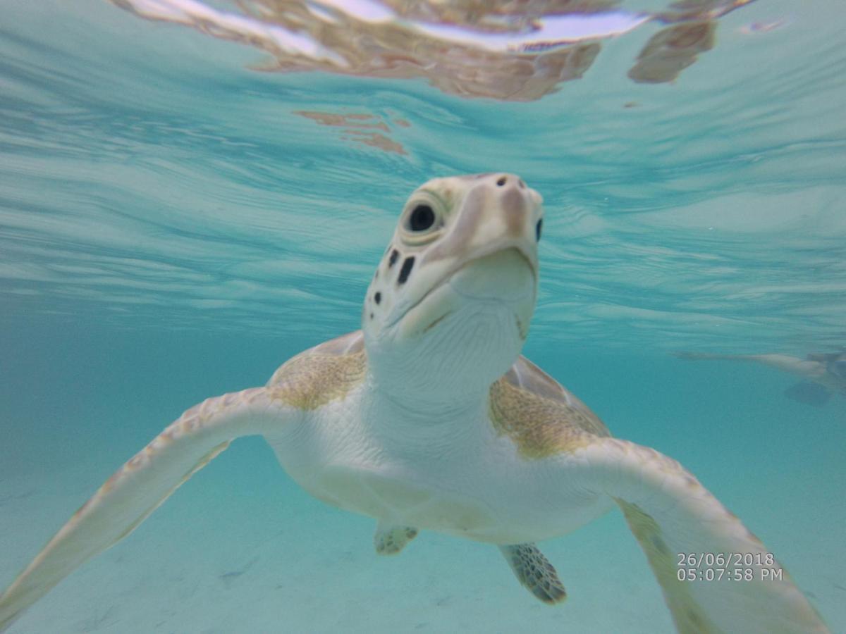 Appartement Turtles Nest Bahamas à George Town Extérieur photo